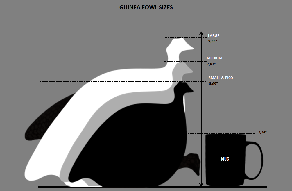 Guinea Fowl White Spotted Bordeaux
