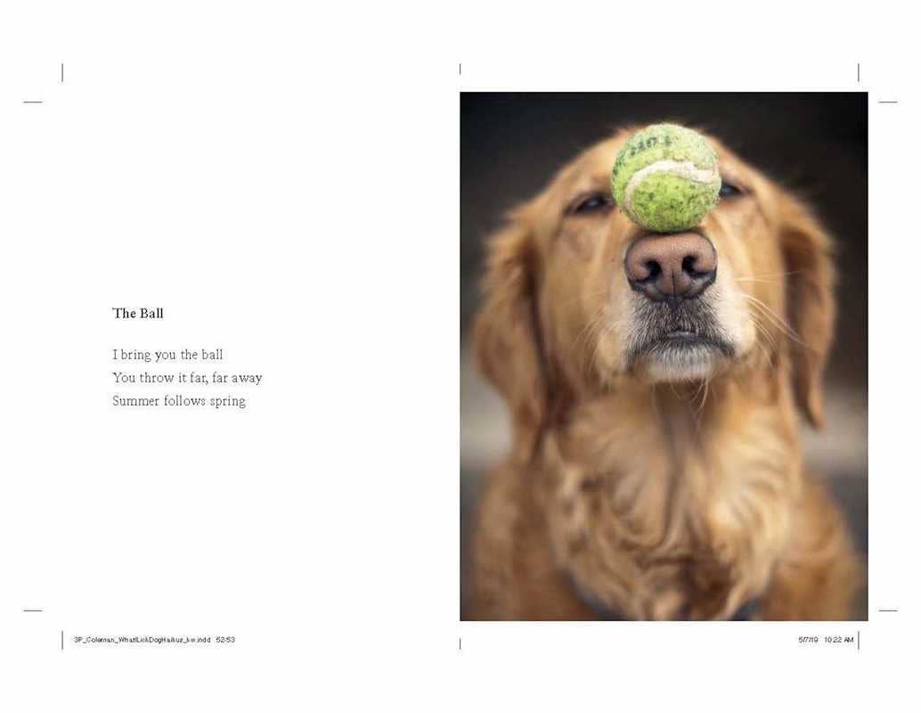 What I Lick Before Your Face by Jamie Coleman: Hardcover; 128 pages / English